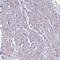 Protein naked cuticle homolog 1 antibody, PA5-61959, Invitrogen Antibodies, Immunohistochemistry paraffin image 