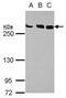 Chromodomain Helicase DNA Binding Protein 4 antibody, PA5-27472, Invitrogen Antibodies, Western Blot image 