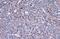 Interleukin-32 antibody, GTX131565, GeneTex, Immunohistochemistry paraffin image 