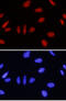 Inhibitor Of Growth Family Member 1 antibody, AF5758, R&D Systems, Immunocytochemistry image 