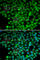 MutY DNA Glycosylase antibody, A1612, ABclonal Technology, Immunofluorescence image 
