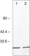 Galectin 4 antibody, 33-8600, Invitrogen Antibodies, Western Blot image 