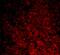 Caspase Recruitment Domain Family Member 11 antibody, A00740, Boster Biological Technology, Immunofluorescence image 