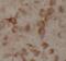 YTH domain family protein 1 antibody, FNab09572, FineTest, Immunohistochemistry paraffin image 