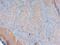 Beta-defensin 3 antibody, PA5-72929, Invitrogen Antibodies, Immunohistochemistry frozen image 