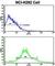 Aldehyde Dehydrogenase 3 Family Member A1 antibody, abx033715, Abbexa, Western Blot image 