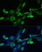 Farnesyl-Diphosphate Farnesyltransferase 1 antibody, 22-067, ProSci, Immunofluorescence image 