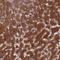 Bcl-2-like protein 10 antibody, HPA042222, Atlas Antibodies, Immunohistochemistry frozen image 