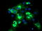 E3 ubiquitin-protein ligase TRIM9 antibody, LS-C175114, Lifespan Biosciences, Immunofluorescence image 