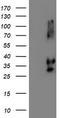 Neuroplastin antibody, TA504330S, Origene, Western Blot image 