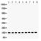 Cytochrome C, Somatic antibody, PB9334, Boster Biological Technology, Western Blot image 