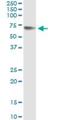 Glypican 5 antibody, H00002262-M01, Novus Biologicals, Immunoprecipitation image 