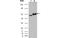 Glucose-6-Phosphate Isomerase antibody, MBS834647, MyBioSource, Western Blot image 