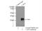 VAMP Associated Protein A antibody, 15275-1-AP, Proteintech Group, Immunoprecipitation image 