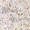 Sialophorin antibody, A6412, ABclonal Technology, Immunohistochemistry paraffin image 