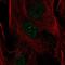Forkhead Box C2 antibody, NBP2-58056, Novus Biologicals, Immunofluorescence image 