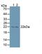 Proteasome Subunit Beta 8 antibody, abx103454, Abbexa, Western Blot image 