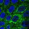 Transmembrane Protein 141 antibody, HPA014615, Atlas Antibodies, Immunofluorescence image 