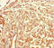 Tetraspanin 7 antibody, LS-C318466, Lifespan Biosciences, Immunohistochemistry paraffin image 