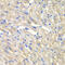 Cysteinyl-TRNA Synthetase antibody, 22-297, ProSci, Immunohistochemistry paraffin image 