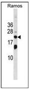 Interferon-stimulated gene 20 kDa protein antibody, AP52243PU-N, Origene, Western Blot image 