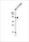 Serine/Threonine Kinase 11 antibody, LS-C158266, Lifespan Biosciences, Western Blot image 