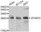 Zinc Finger AN1-Type Containing 3 antibody, abx006981, Abbexa, Western Blot image 