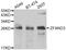 AN1-type zinc finger protein 3 antibody, abx006981, Abbexa, Western Blot image 