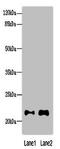 Molybdopterin synthase catalytic subunit antibody, orb25032, Biorbyt, Western Blot image 