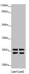 GrpE Like 1, Mitochondrial antibody, LS-C675836, Lifespan Biosciences, Western Blot image 