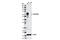 T-Box 21 antibody, 13232S, Cell Signaling Technology, Western Blot image 
