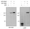 Mitogen-Activated Protein Kinase 6 antibody, MBS422967, MyBioSource, Western Blot image 