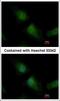 Tet Methylcytosine Dioxygenase 3 antibody, PA5-31860, Invitrogen Antibodies, Immunofluorescence image 