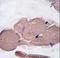 MSTN antibody, LS-C97996, Lifespan Biosciences, Immunohistochemistry frozen image 