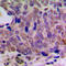 CAMP Responsive Element Binding Protein 1 antibody, LS-C355979, Lifespan Biosciences, Immunohistochemistry paraffin image 