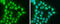WT1 Transcription Factor antibody, GTX131203, GeneTex, Immunocytochemistry image 