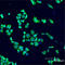 Jun Proto-Oncogene, AP-1 Transcription Factor Subunit antibody, ADI-KAP-TF104-C, Enzo Life Sciences, Immunofluorescence image 