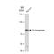 Arachidonate 5-Lipoxygenase antibody, GTX02838, GeneTex, Western Blot image 
