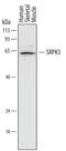 SRSF Protein Kinase 3 antibody, MAB7230, R&D Systems, Western Blot image 