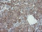 Tripartite Motif Containing 44 antibody, LS-C174405, Lifespan Biosciences, Immunohistochemistry frozen image 