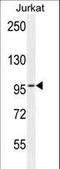 RB Transcriptional Corepressor Like 2 antibody, LS-C162484, Lifespan Biosciences, Western Blot image 