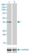 RAD51 Paralog C antibody, LS-C198054, Lifespan Biosciences, Western Blot image 