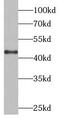 Cathepsin B antibody, FNab01304, FineTest, Western Blot image 
