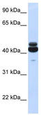 G Protein Subunit Alpha 15 antibody, TA344323, Origene, Western Blot image 