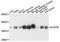Aldolase, Fructose-Bisphosphate B antibody, A3728, ABclonal Technology, Western Blot image 