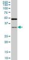 RISC-loading complex subunit TARBP2 antibody, orb95249, Biorbyt, Western Blot image 