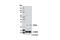 BCL2 Binding Component 3 antibody, 12450T, Cell Signaling Technology, Western Blot image 