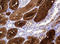 Gamma-Butyrobetaine Hydroxylase 1 antibody, LS-C787843, Lifespan Biosciences, Immunohistochemistry paraffin image 