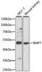 Bone Morphogenetic Protein 7 antibody, 13-254, ProSci, Western Blot image 