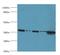 MAS1 Proto-Oncogene, G Protein-Coupled Receptor antibody, LS-C369980, Lifespan Biosciences, Western Blot image 